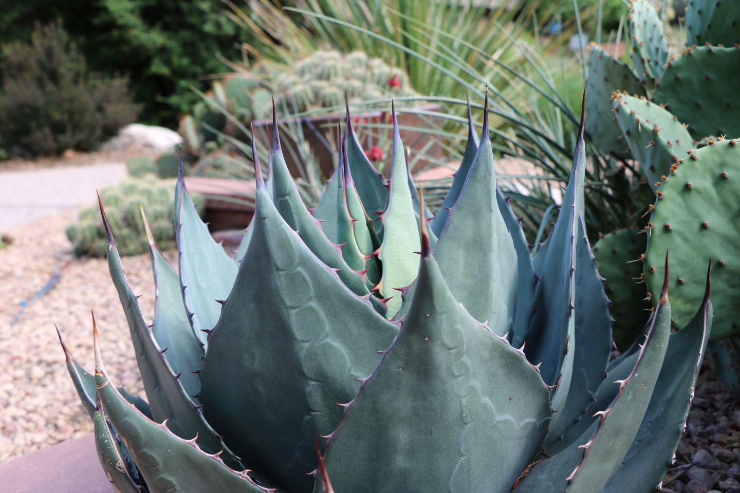 Havard's Century Plant